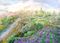 Lavender Field - 60 x 79.5 cm